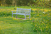 Holzbank auf Frühlingswiese mit Echten Schlüsselblume (Primula veris) im Morgenlicht