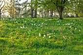 Naturlisierte Wiese mit Schachbrettblumen (Fritillaria meleagris) und Narzissen im Frühling