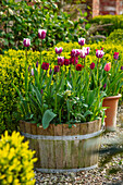 Holzzuber mit Tulpen (Tulipa 'Rem’s Favourite') im Garten