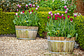 Holzzuber mit Tulpen (Tulipa 'Rems Favourite') auf Kiesfläche