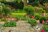 Steinterrasse  mit Tulpen (Tulipa 'Apricot Impression') und Formschnitt Buchsbäumen in glasierten Pflanzgefäßen