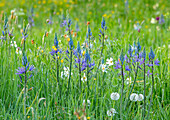 Frühlingswiese mit Leichtlins Prärielilie (Camassia leichtlinii) in voller Blüte