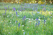 Frühlingswiese mit Prärielilie (Camassia) und Holzbank im Park