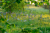 Blühende Wiese mit Prärielilie (Camassia) im Morgenlicht im Frühling