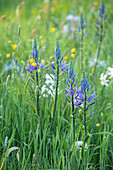 Frühlingswiese mit Leichtlins Prärielilie (Camassia leichtlinii) und Wildblumen