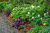 Blumenrabatte mit Tulpen (Tulipa 'Uncle Tom', 'Flaming Spring Green') und Pfingstrose (Paeonia mlokosewitschii) im Garten