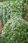 Weiße Blüten der Waldrebe (Clematis 'Broughton Bride') und Orangenblume (Choisya 'Aztec Pearl') an Ziegelwand