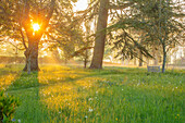 Frühlingswiese im Morgengrauen mit Holzbank und Wildblumen