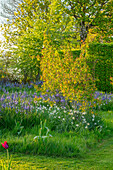 Frühlingsgarten mit Leichtlins Prärielilie (Camassia leichtlinii) und Narzissen