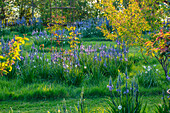 Rasen mit blühenden Leichtlins Prärielilien (Camassia leichtlinii) und Dichternarzissen (Narcissus poeticus)