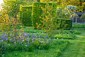 Rasenfläche mit blühender Prärielilie (Camassia) und Narzissen im Frühlingsgarten
