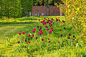 Dunkelrote und pinke Tulpen (Tulipa) auf Frühlingswiese, The Old Vicarage, Wormleighton, Warwickshire