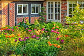 Frühlingsgarten mit Tulpen (Tulipa 'Ballerina' und 'Nightrider') vor Backsteinfassade
