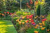 Bunte Tulpen (Tulipa 'Ballerina', 'Hollywood', 'Nightrider') im Frühlingsgarten in Surrey