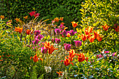 Bunte Frühlingsblumen im Garten mit Tulpen (Tulipa 'Ballerina', 'Hollywood', 'Nightrider')