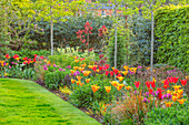 Frühlingsbeet mit Tulpen (Tulipa 'Ballerina', 'Hollywood', 'Nightrider') im Garten