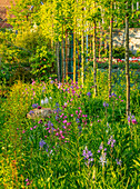 Blühende Frühlingswiese mit blauen und rosa Wildblumen im Garten