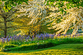 Blühende Wiese mit Leichtlins Prärielilie (Camassia leichtlinii) und Zierapfelbaum (Malus transitoria) im Frühling
