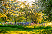 Blühende Wiese mit Leichtlins Prärielilie (Camassia leichtlinii) und Zierapfelbaum (Malus transitoria) im Frühling in Oxfordshire