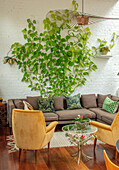 Wohnzimmer mit Kletterpflanze Goldener Efeutute (Epipremnum aureum) an weißer Ziegelwand
