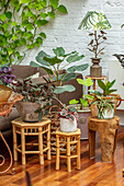 Dschungelähnliches Wohnzimmer mit verschiedenen Zimmerpflanzen auf Holzhockern