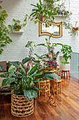 Vielzahl an Zimmerpflanzen in hellem Wohnzimmer mit Holzfußboden