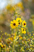 Gelbe Blüten von Encelia farinosa in arider Landschaft