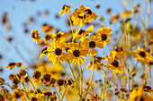 Blüten von Encelia farinosa in trockenem, aridem Klima