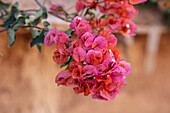 Bougainvillea (Bougainvillea) über Lehmwand in Taroudant, Marokko