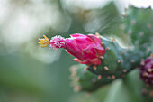 Rote Kaktusblüte in Taroudant, Marokko