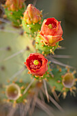 Rote Kakteenblüten in Taroudant, Marokko im Frühling