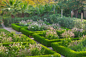 Formaler Parterre Garten mit Rosen (Iceberg) und Lampenputzergras in Marokko