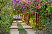 Gartenweg mit Bougainvillea-Pergola und Wasserlauf in Taroudant, Marokko