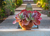 Kalanchoe im Terrakottatopf im Garten in Marokko