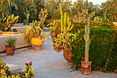 Dachgarten in Taroudant mit Kakteen und Terrakottatöpfen im Sonnenaufgang