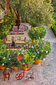 Sitzgruppe auf Terrasse mit Olivenbaum und Oleander in Terrakottagefäßen
