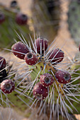 Nahaufnahme von Feigenkaktus (Opuntia) mit stacheligen Früchten