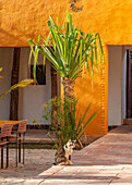 Katze auf sonnigem Innenhof mit Palmen und orangefarbener Wand in Marokko
