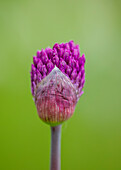Allium (Allium hollandicum 'Purple Sensation') in Nahaufnahme im Frühling