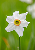 Dichter-Narzisse (Narcissus poeticus var. recurvus) im Frühling