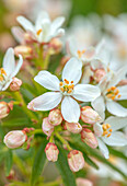 Weiße Blüten der Mexikanischen Orangenblume (Choisya × dewitteana 'Aztec Pearl') im Frühling