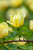 Gelbe Rose (Rosa xanthina f. hugonis) im Frühlingsgarten