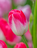Tulpe (Tulipa 'Dreamland') in Weiß und Pink im Frühling