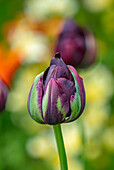 Tulpe (Tulipa 'Black Hero') im Frühjahr im Garten