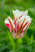 Tulpe (Tulipa 'Flaming Spring Green') mit roten Streifen im Garten