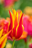 Tulpe (Tulipa 'Fly Away') in Nahaufnahme im Frühling