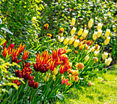 Gemischte Frühlingsblumen, darunter Tulpen (Tulipa 'Abu Hassan', 'Fly Away', 'First Proud') im Garten