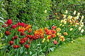 Bunte Frühlings-Tulpen (Tulipa) im Beet vor grünem Laub