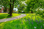 Kiesweg im Park mit blühenden Leichtlins Prärielilien (Camassia leichtlinii) in Frühlingswiese