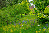 Frühlingswiese mit Leichtlins Prärielilie (Camassia leichtlinii) und Zierlauch (Allium 'Purple Sensation') im Parkland